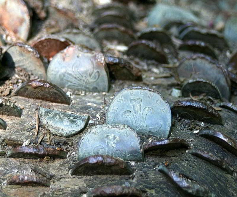 Coins in Wood