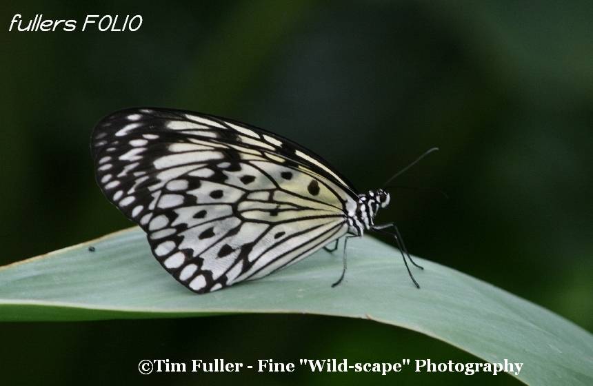 Marbled White Butterfly on leaf
