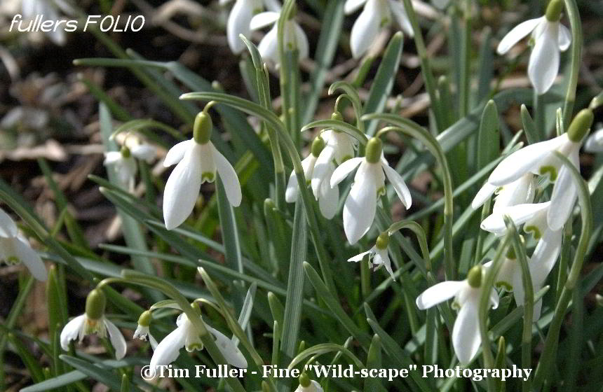 Lovely Snowdrops