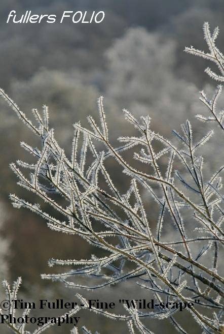 Frosty Branch