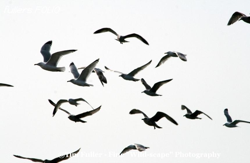 Herring Gulls flying