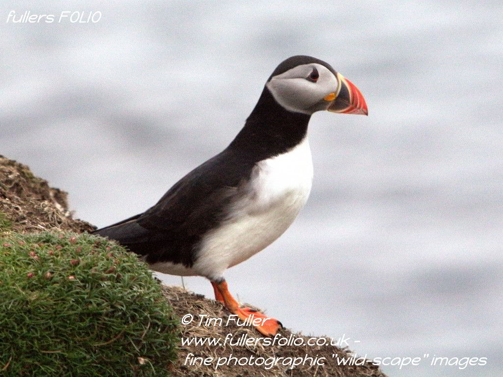 Puffin on the Look Out